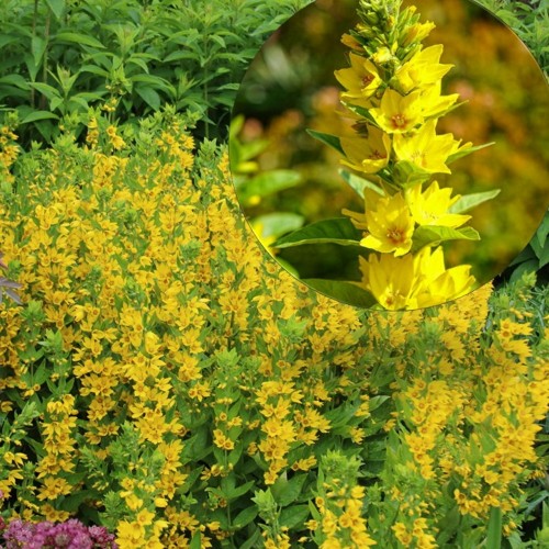 Lysimachia punctata 'Hometown Hero' - Täpiline metsvits 'Hometown Hero' P9/0,55L 
